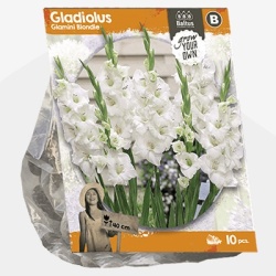 zwaardlelie_gladiolus-glamini-blondie-sp-per-10