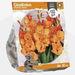 zwaardlelie_gladiolus-glamini-jenny-sp-per-10