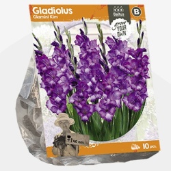 zwaardlelie_gladiolus-glamini-kim-sp-per-10