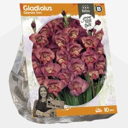 zwaardlelie_gladiolus-glamini-tom-sp-per-10