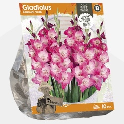 zwaardlelie_gladiolus-glamini-vedi-sp-per-10