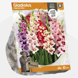 zwaardlelie_gladiolus-nanus-mix-sp-per-10
