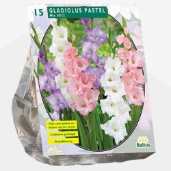 zwaardlelie_gladiolus-pastel-mix-per-15