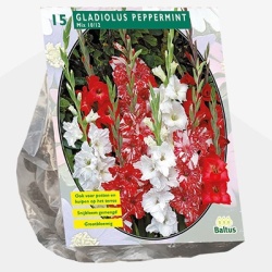 zwaardlelie_gladiolus-peppermint-mix-per-15