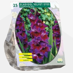 zwaardlelie_gladiolus-velvet-eyes-per-25