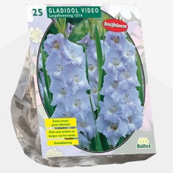zwaardlelie_gladiolus-video-per-25