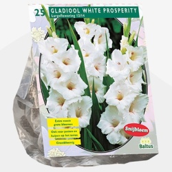 zwaardlelie_gladiolus-white-prosperity-per-25