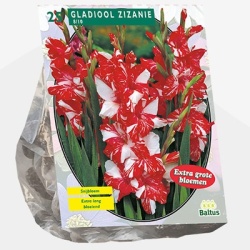 zwaardlelie_gladiolus-zizanie-per-25