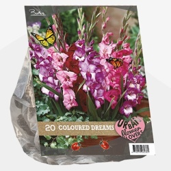 zwaardlelie_urban-flowers-selectie-gladiolus-coloured-dreams-per-20