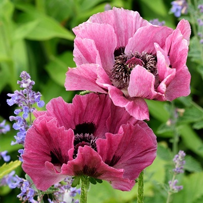a-klaproos-papaver-orientale-bolero