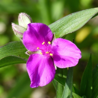a-vaderplant-tradescantia-andersoniana-karminglut