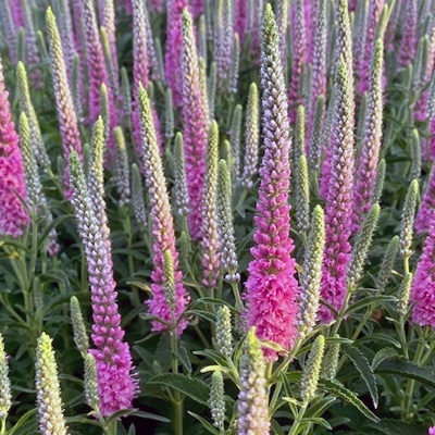 aar-ereprijs-veronica-spicata-anniversary-roze