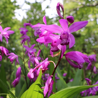 aardorchidee---winterharde-tuinorchidee-bletilla-striata