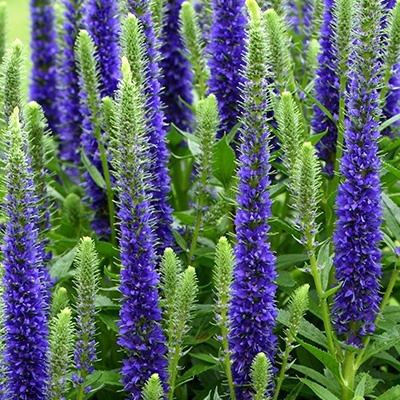 aarereprijs-veronica-spicata-candles-royal