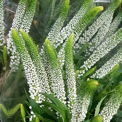 aarereprijs-veronica-spicata-snow