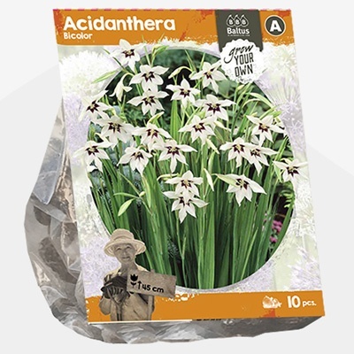 abessijnse_gladiool_acidanthera-bicolor-sp-per-10