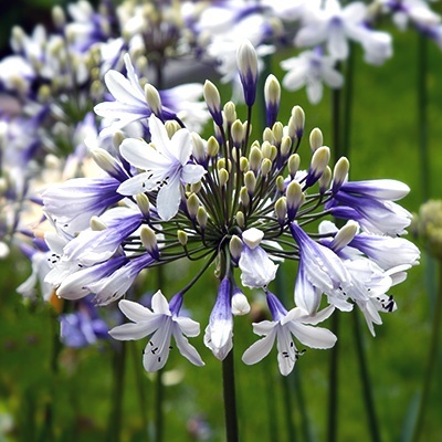 afrikaanse-lelie-agapanthus-africanus-twisters