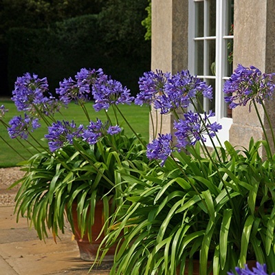 afrikaanse-lelie-agapanthus-dark-blue