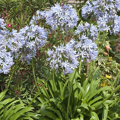 afrikaanse-lelie-agapanthus-light-blue
