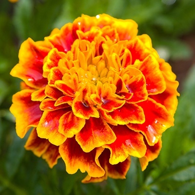 afrikaantje-tagetes-x-patula-texana-flames