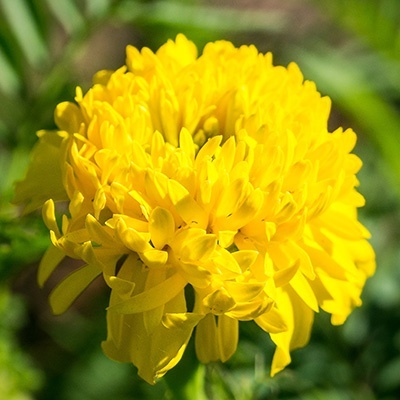afrikaantje-tagetes-x-patula-texana-yellows