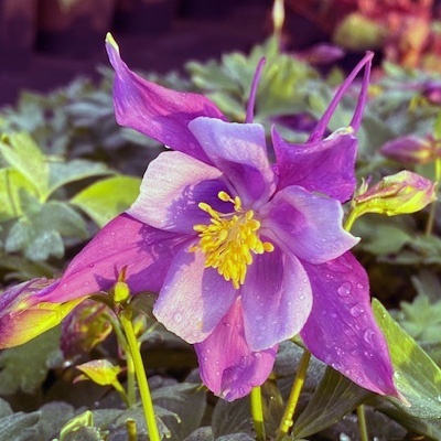 akelei-aquilegia-early-bird-purple-blue