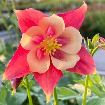 akelei-aquilegia-early-bird-red-white
