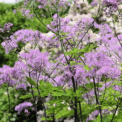 akeleiruit-thalictrum-aquilegifolium-the-cloud