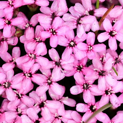 alpenlijmkruid-silene-acaulis-mount-snowdon