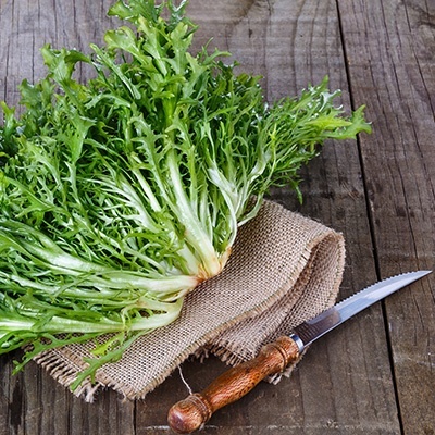 andijvie-cichorium-endivia4