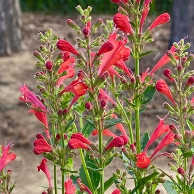 anijsplant-dropplant-agastache-kudos-red