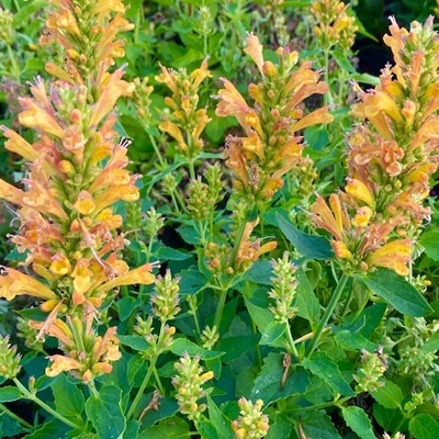 anijsplant-dropplant-agastache-porquito-butter-yellow