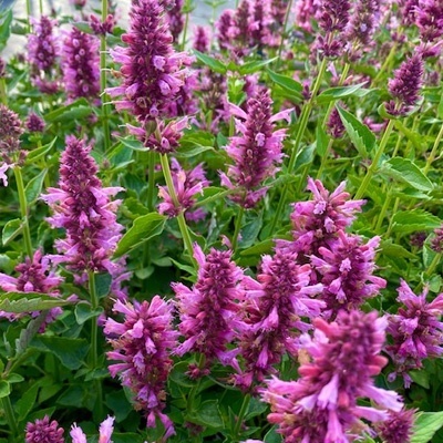 anijsplant-dropplant-agastache-porquito-lavendel