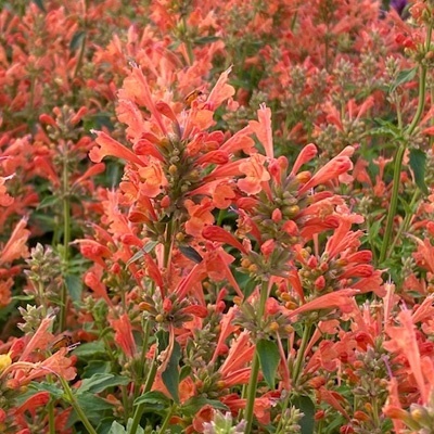 anijsplant-dropplant-agastache-porquito-orange