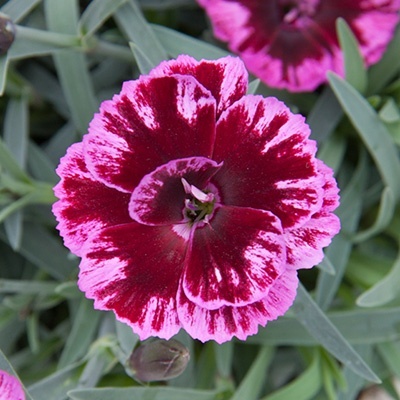 anjer-dianthus_diantica_darkpurple