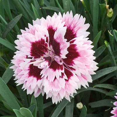 anjer-dianthus_diantica_lilaceye