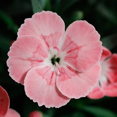 anjer-dianthus_peach-party