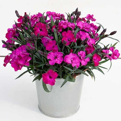 anjer-dianthus_scully