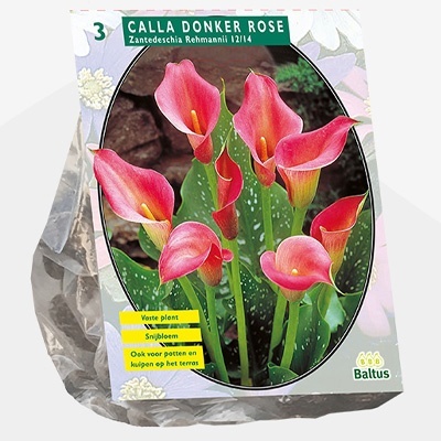 aronskelk_calla-zantedeschia-donkerroze-per-3
