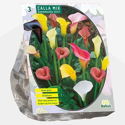 aronskelk_calla-zantedeschia-gemengd-per-3