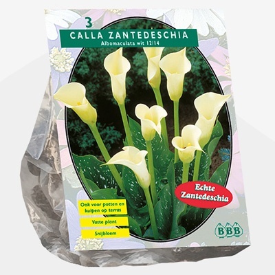 aronskelk_calla-zantedeschia-wit-per-3