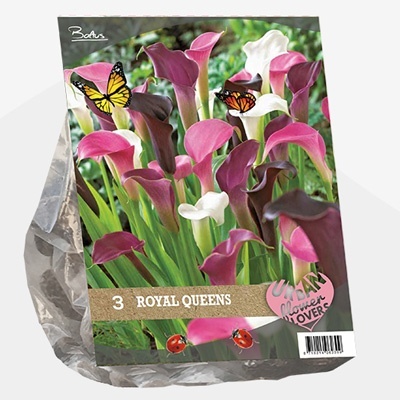 aronskelk_urban-flowers-selectie-calla-royal-queens-per-3