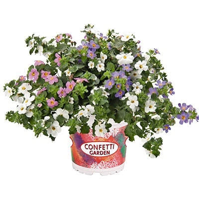 bacopa-mix-confetti-garden-coconut-coast