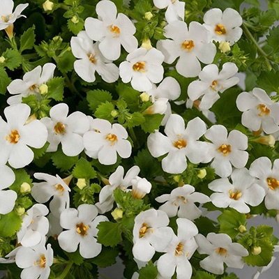 bacopa-sutera-bacopa-gulliver-dynamic-white