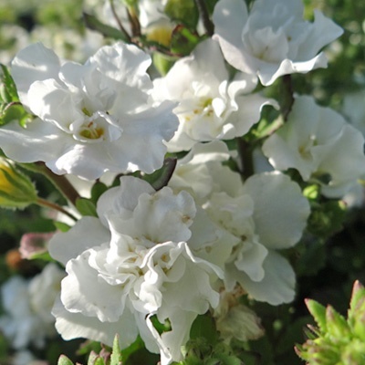 bacopa-sutera-diffusus-bacopa-baristo-double-whiteh