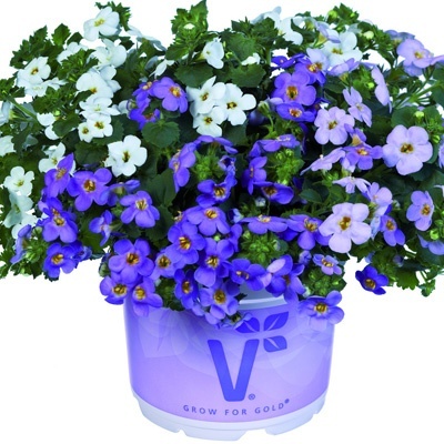 bacopa_sutera-diffusus-bacopa-baristo-giga-trio-white-blue-lavendervolmary