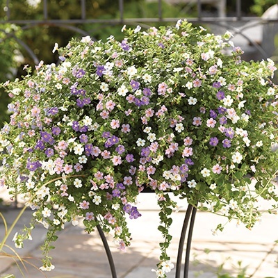 bacopa_sutera-diffusus-scopia-mixmasters-venus