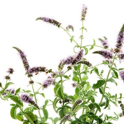 bananemunt-mentha-arvensis-banana