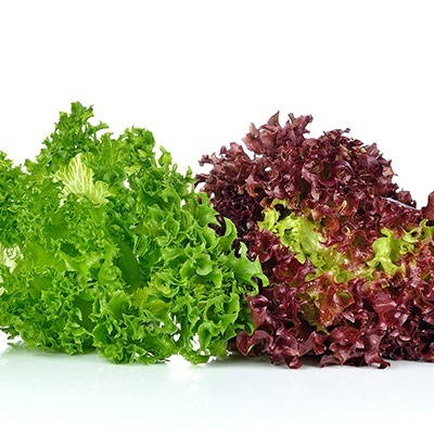 batavia-sla-groen--rood-lactuca-sativa-crisp-lettuce