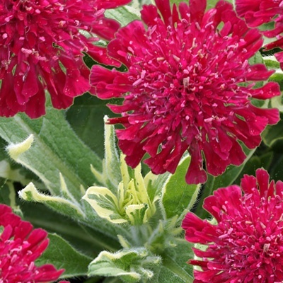 beemdkroon-knautia-macedonica-thunder-and-lightning